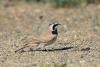eremophila-alpestris_02_t1.jpg
