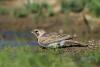 eremophila-alpestris_04_t1.jpg