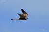 falco-naumanni_01_t1.jpg