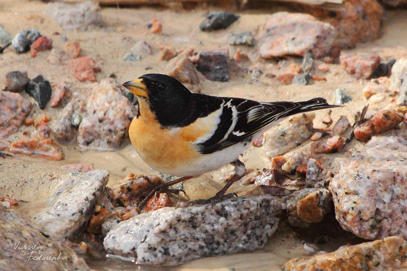 fringilla-montifringilla_01_2.jpg