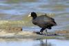 fulica-atra_01_t1.jpg