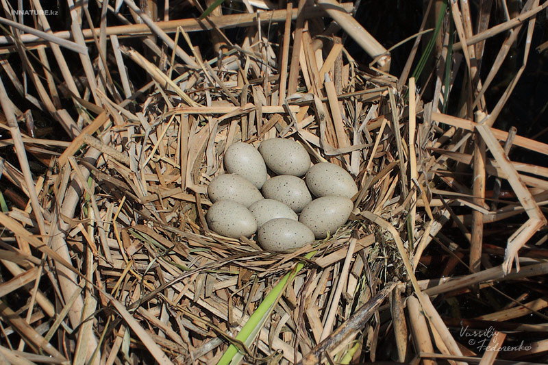 fulica-cornuta_01.jpg