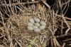 fulica-cornuta_01_t1.jpg