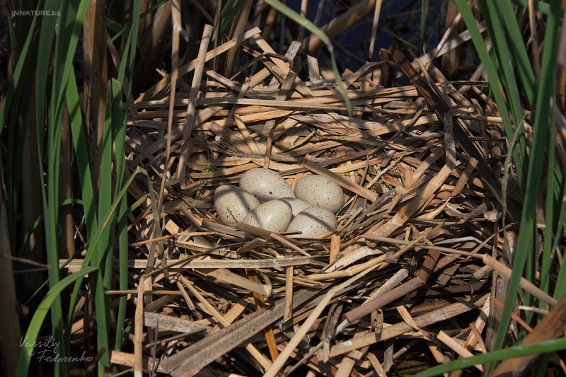 fulica-cornuta_02.jpg