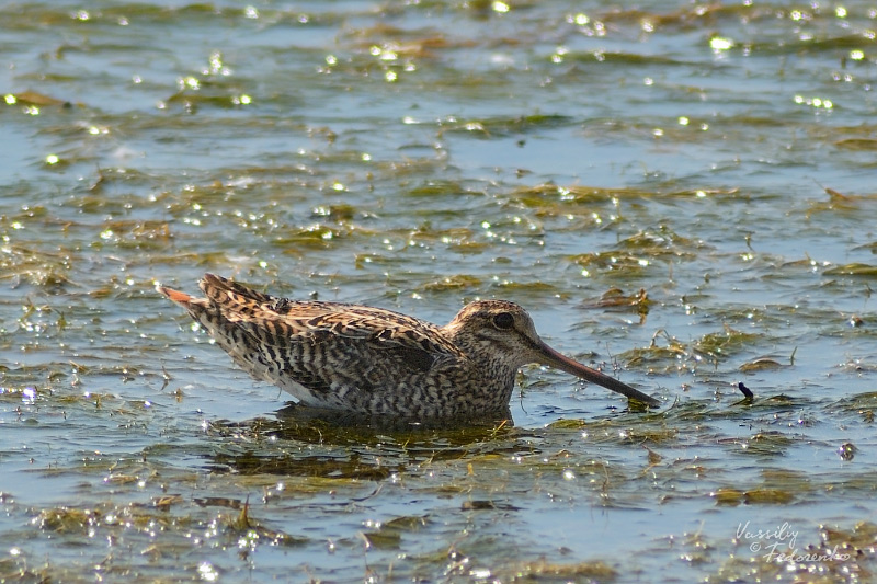 gallinago-solitaria_01.jpg