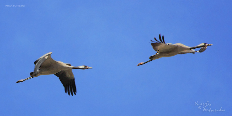 grus-grus_02.jpg