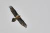gypaetus-barbatus_01_t1.jpg