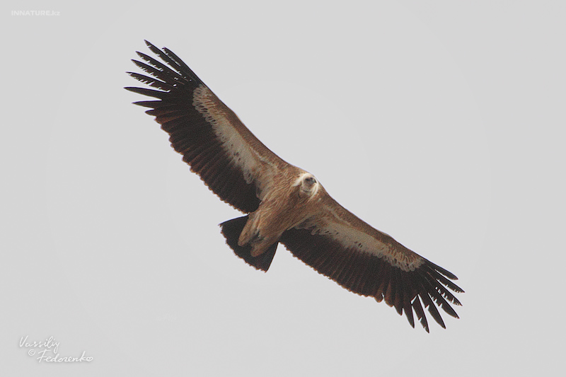 gyps-fulvus_02.jpg