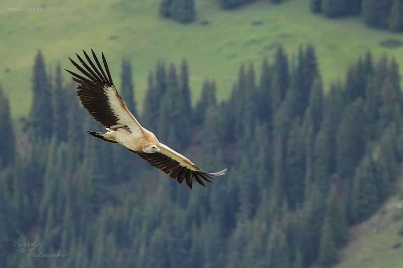 gyps-himalayensis_01.jpg