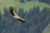 gyps-himalayensis_01_t1.jpg