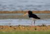 haematopus-ostralegus_01_t1.jpg