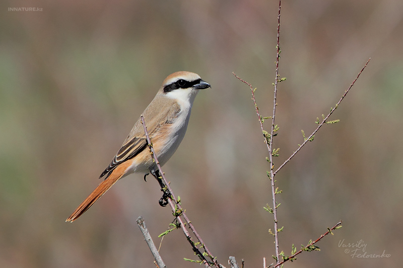 lanius-phoenicuroides_04.jpg