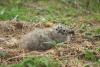 larus-cachinnans_01_t1.jpg