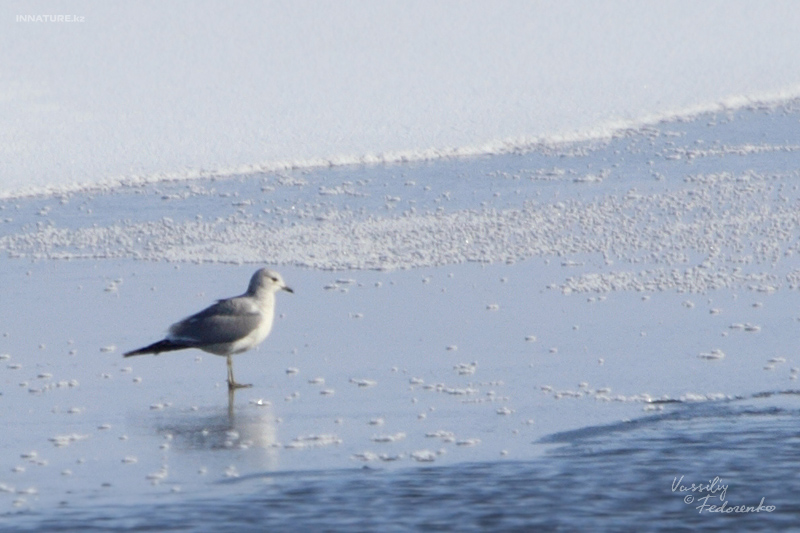 larus-canus_01.jpg