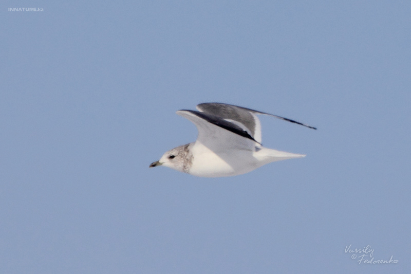 larus-canus_02.jpg