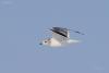 larus-canus_02_t1.jpg