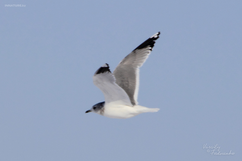 larus-canus_03.jpg