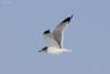 larus-canus_03_t1.jpg