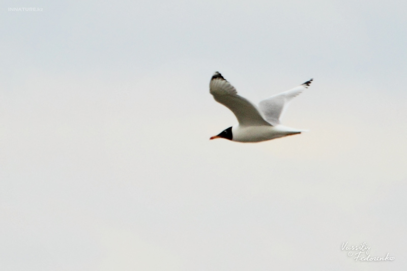 larus-ichthyaetus_01.jpg