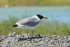 larus-ichthyaetus_01_t1_1.jpg