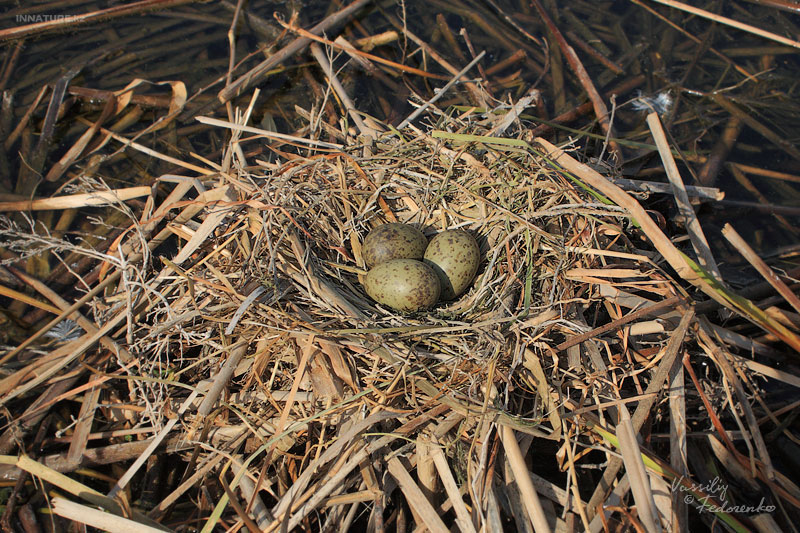 larus-ridibundus_01_1.jpg
