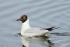 larus-ridibundus_01_t1.jpg