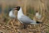 larus-ridibundus_02_t1.jpg
