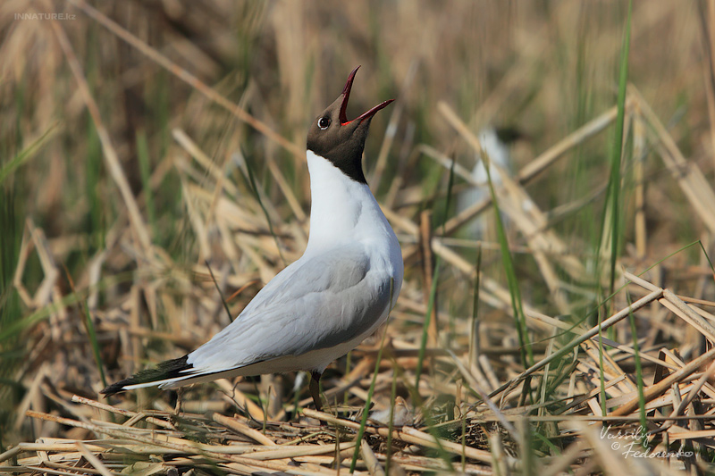 larus-ridibundus_03.jpg