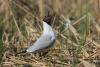 larus-ridibundus_03_t1.jpg