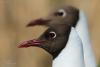 larus-ridibundus_04_t1.jpg