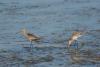 limosa-limosa_01_t1.jpg