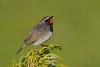 luscinia-pectoralis_01_t1_1.jpg