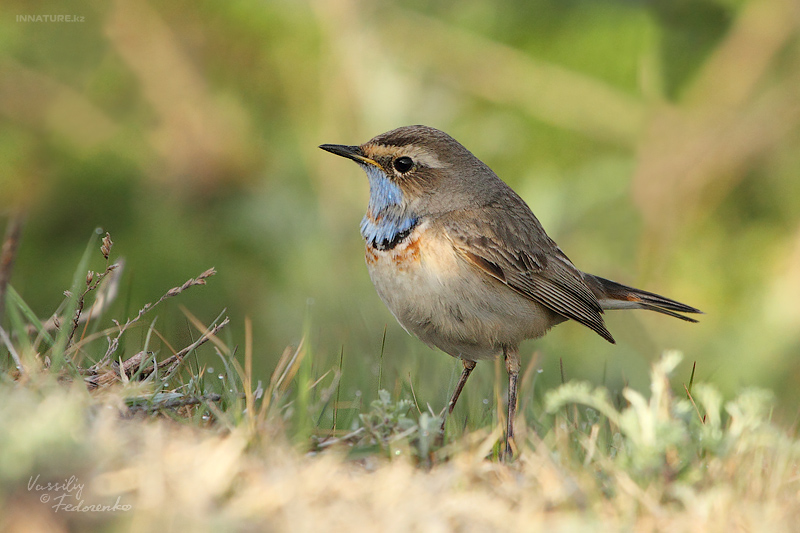 luscinia-svecica_01.jpg