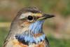 luscinia-svecica_03_t1.jpg