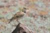 melanocorypha-bimaculata_01_t1.jpg