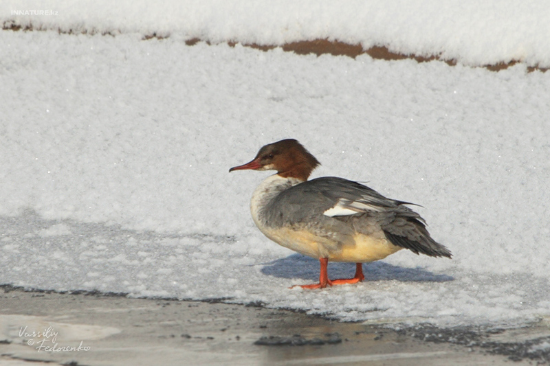 mergus-merganser_01_1.jpg