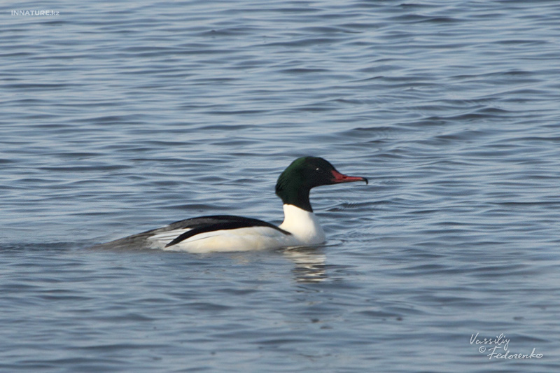 mergus-merganser_02.jpg