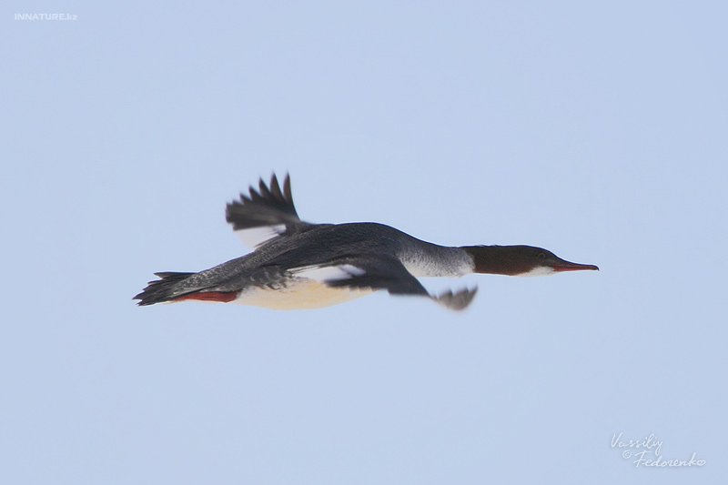 mergus-merganser_05_1.jpg