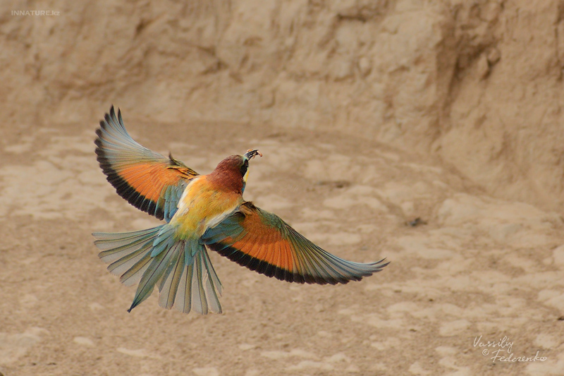merops-apiaster_01_1.jpg