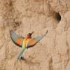 merops-apiaster_02_t1.jpg