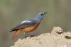 monticola-saxatilis_01_t1_1.jpg