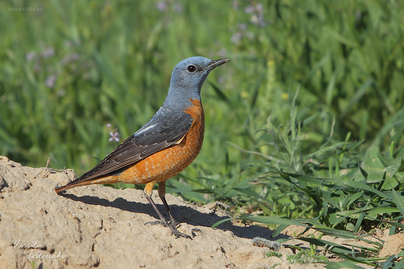 monticola-saxatilis_02.jpg