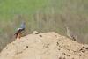 monticola-saxatilis_04_t1.jpg