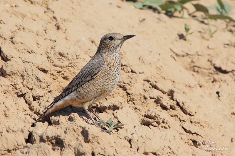 monticola-saxatilis_05.jpg