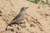 monticola-saxatilis_05_t1.jpg