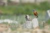 monticola-saxatilis_06_t1.jpg