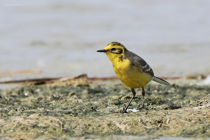 motacilla-citreola_01.jpg