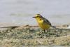 motacilla-citreola_01_t1.jpg