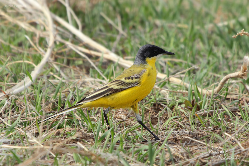 motacilla-feldegg_01.jpg