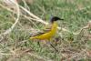 motacilla-feldegg_01_t1.jpg